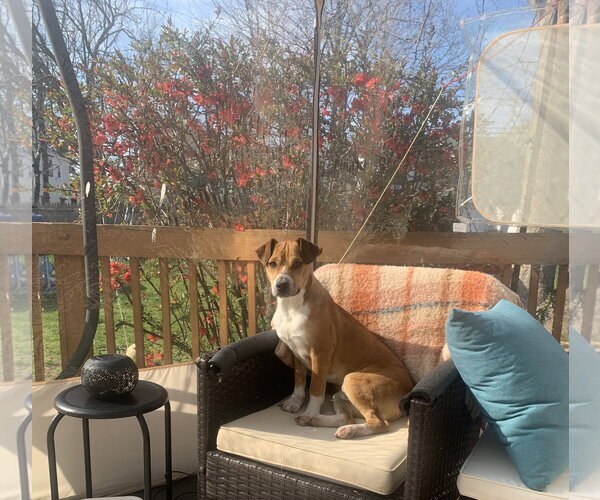 Medium Photo #2 Doxle Puppy For Sale in Oakhurst, NJ, USA