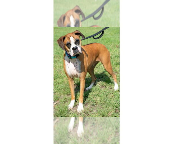 Medium Photo #11 Boxer Puppy For Sale in Austin, TX, USA