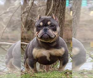 American Bully Puppy for sale in LITITZ, PA, USA
