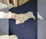 Small #5 Olde English Bulldogge