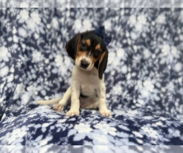 Medium Photo #4 Beagle Puppy For Sale in LAKELAND, FL, USA