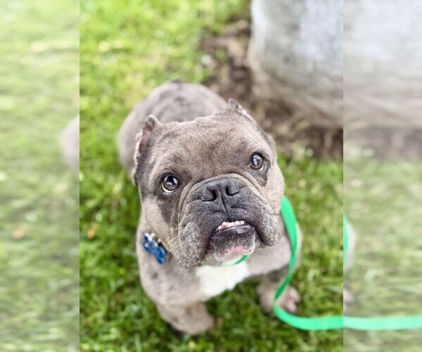 Medium Photo #1 Free-Lance Bulldog Puppy For Sale in Corona, CA, USA