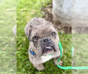 Free-Lance Bulldog Dogs for adoption in Corona, CA, USA