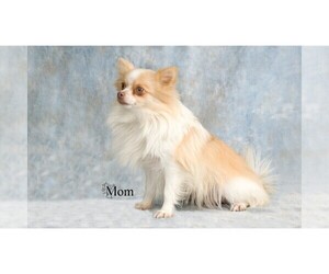 Mother of the Pomeranian puppies born on 10/31/2023