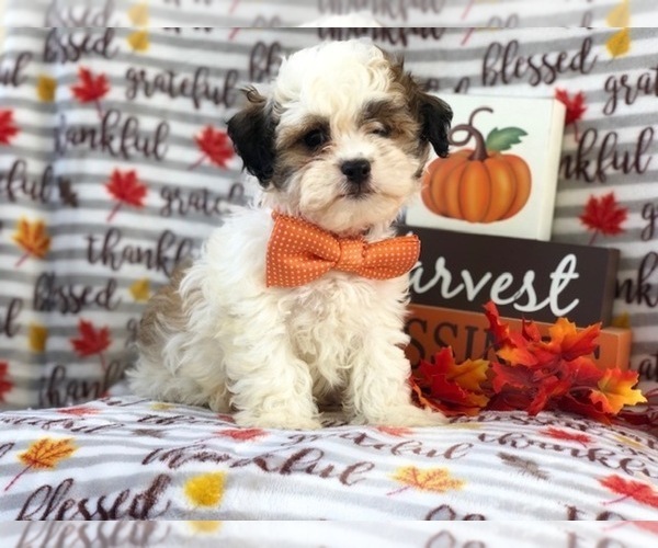 Medium Photo #12 Zuchon Puppy For Sale in LAKELAND, FL, USA