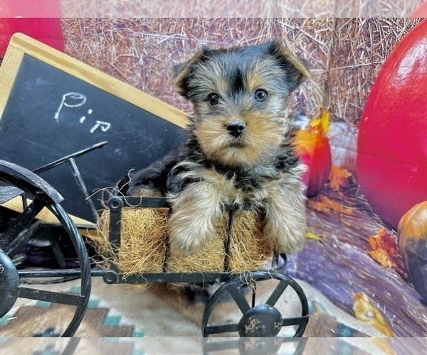 Medium Photo #4 Yorkshire Terrier Puppy For Sale in CASSVILLE, MO, USA