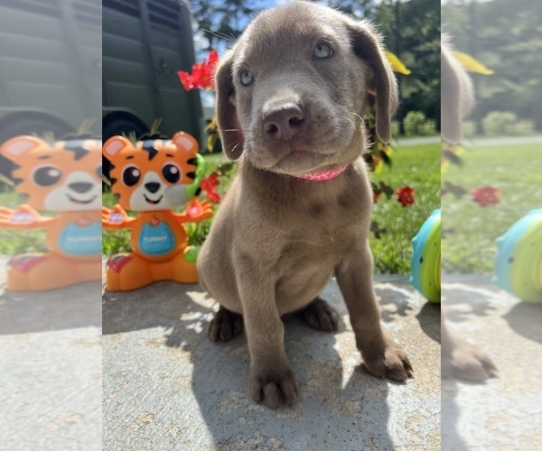 Medium Photo #5 Labrador Retriever Puppy For Sale in NEOLA, WV, USA