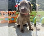 Small #4 Labrador Retriever