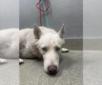 *RICK - Male German Shepherd Dog-Unknown Mix Dog for Adoption - Small photo