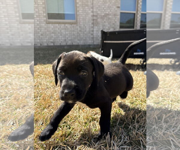Medium Photo #2 Labrador Retriever-Unknown Mix Puppy For Sale in The Woodlands, TX, USA