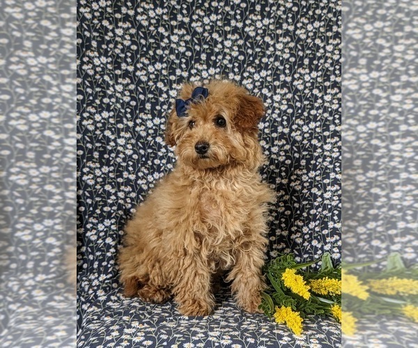 Medium Photo #6 Goldendoodle (Miniature) Puppy For Sale in NOTTINGHAM, PA, USA