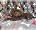 Small #5 ShihPoo