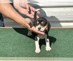 Puppy Sansa Beagle