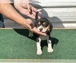 Puppy 2 Beagle