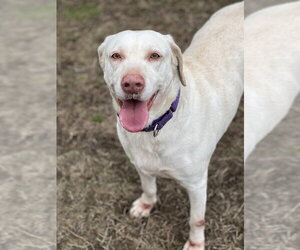 Labrador Retriever-Unknown Mix Dogs for adoption in Brewster, NY, USA