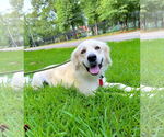 Small #2 Great Pyrenees