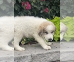 Small #2 Great Pyrenees
