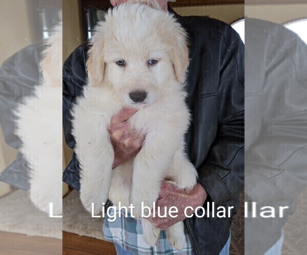 Medium Photo #1 Great Pyrenees-Maremma Sheepdog Mix Puppy For Sale in MONTROSE, CO, USA