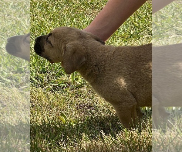 Medium Photo #27 Cane Corso Puppy For Sale in BELGRADE, MT, USA