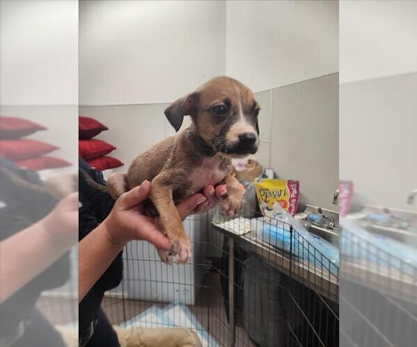 Medium Photo #1 Chihuahua Puppy For Sale in Tracy, CA, USA