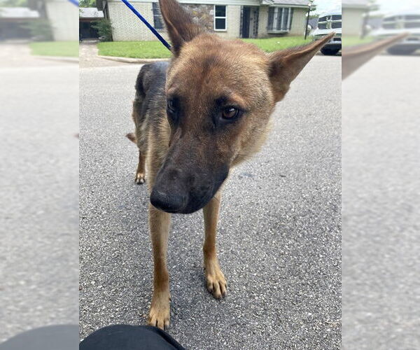 Medium Photo #1 German Shepherd Dog-Unknown Mix Puppy For Sale in Waco, TX, USA