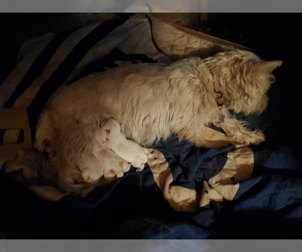 Medium Photo #2 West Highland White Terrier Puppy For Sale in JASPER, IN, USA
