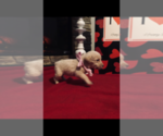 Small Photo #17 Labradoodle Puppy For Sale in DANVILLE, AL, USA