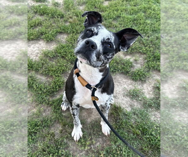 Medium Photo #3 Catahoula Leopard Dog-Unknown Mix Puppy For Sale in Evansville, IN, USA