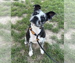 Small #2 Catahoula Leopard Dog Mix
