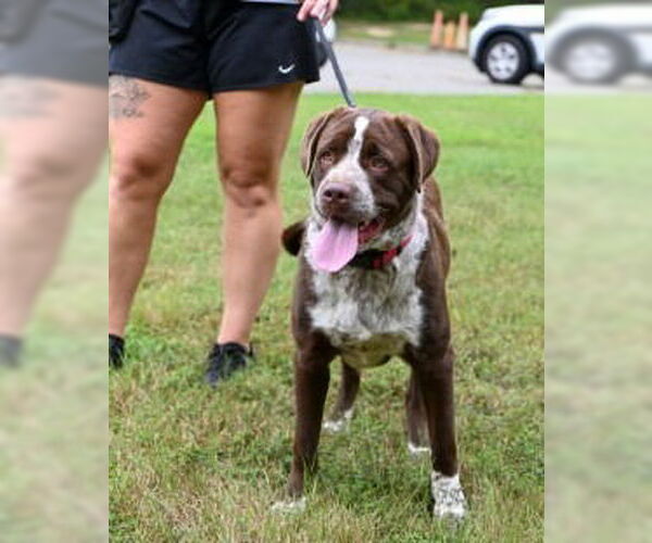 Medium Photo #5 Lab-Pointer Puppy For Sale in Glen Allen, VA, USA