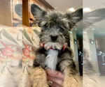Small #8 Shih Tzu Mix