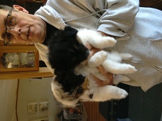 Australian Shepherd Puppy for sale in MC DADE, TX, USA