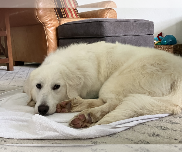 Medium Photo #8 Great Pyrenees Puppy For Sale in Dallas, TX, USA