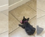 Small #16 French Bulldog
