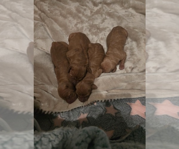 Medium Photo #1 Vizsla Puppy For Sale in PINCKNEY, MI, USA