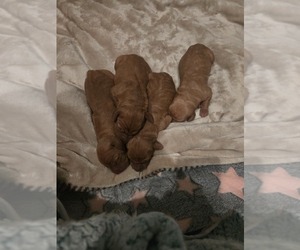 Vizsla Puppy for sale in PINCKNEY, MI, USA