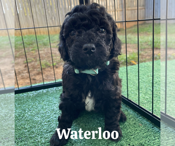 Medium Photo #10 Goldendoodle (Miniature) Puppy For Sale in NASHVILLE, TN, USA