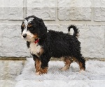 Small #4 Bernedoodle