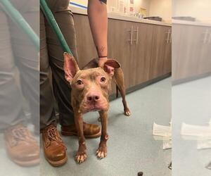 Mutt Dogs for adoption in Baytown, TX, USA