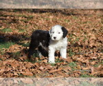 Small Photo #4 Old English Sheepdog Puppy For Sale in MARIONVILLE, MO, USA