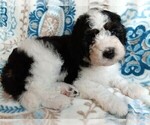 Small #1 Bernedoodle