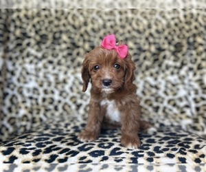 Cavapoo Puppy for sale in LAKELAND, FL, USA
