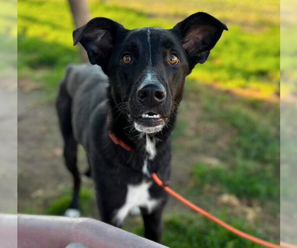 Medium Photo #3 Mutt Puppy For Sale in Milwaukie, OR, USA