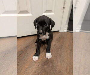 Labrador Retriever-Unknown Mix Dogs for adoption in The Woodlands, TX, USA