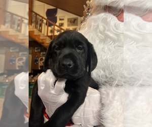 Labrador Retriever Puppy for Sale in NEOLA, West Virginia USA