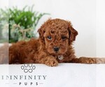 Small #3 Goldendoodle (Miniature)