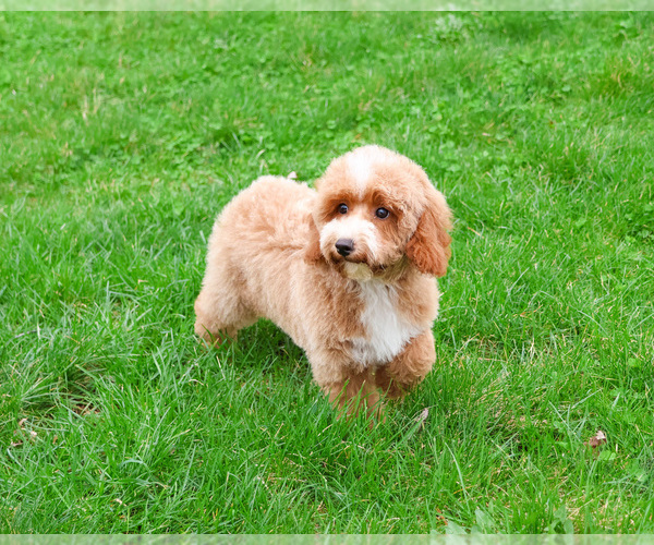 Medium Photo #6 Poodle (Miniature) Puppy For Sale in SYRACUSE, IN, USA