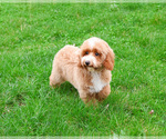 Small #5 Poodle (Miniature)