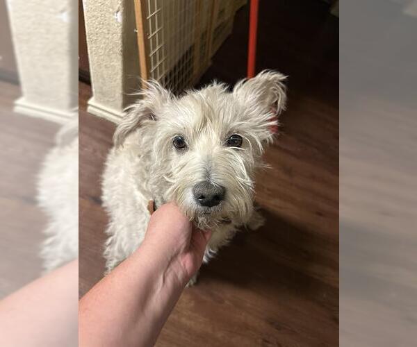 Medium Photo #1 Miniature Schnauzer-Unknown Mix Puppy For Sale in San Antonio, TX, USA