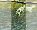 Small #7 Bearded Collie-Old English Sheepdog Mix